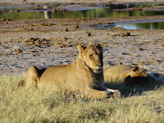 Lion in the Wild, Safari