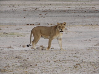 Lion in the Wild, Safari