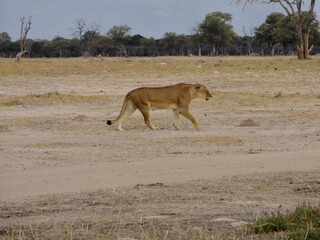 Lion in the Wild, Safari