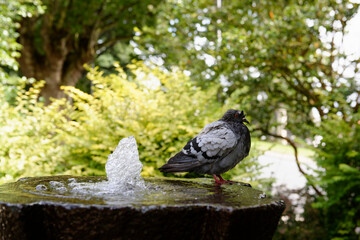 City pigeons bathing in a park fountain