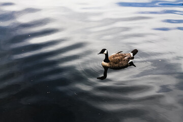 A peaceful goose swimming in the river in Occoquan, Virginia. 