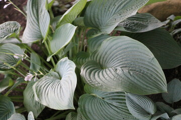 Green leafy tropical foliage