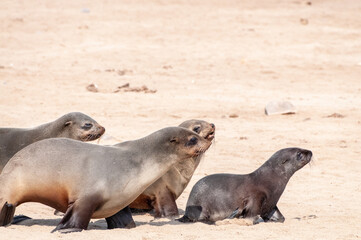 Detail of the seal colony at Cape Cross, off the skeleton coast of Namibia.