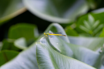 Dragonfly perching on a leaf in a pond. Its scientific name is Ceriagrion melanurum. © officek