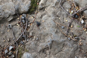 Gray stone blocks with soil and plants.

