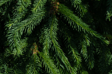 green twig of fir tree, closeup