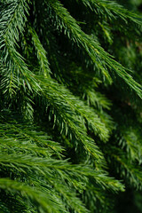 green twig of fir tree, closeup