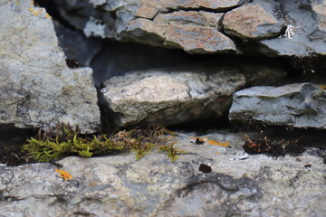 Gray stone blocks with soil and plants.

