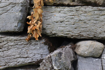 Gray stone blocks with soil and plants.

