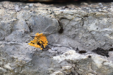 Gray stone blocks with soil and plants.

