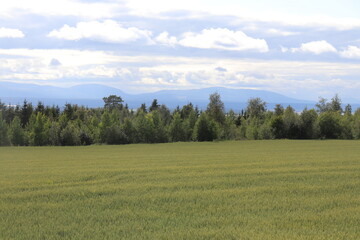 landscape with trees