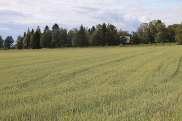 field and blue sky