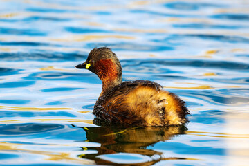 The little grebe (Tachybaptus ruficollis), also known as dabchick . This Waterfowl bird is member of the Grebe family. Portrait image of Little Grebe in natural water. 
