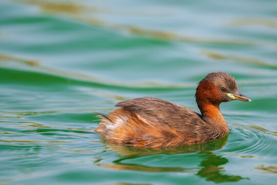 The little grebe (Tachybaptus ruficollis), also known as dabchick . This Waterfowl bird is member of the Grebe family. Portrait image of Little Grebe in natural water. 