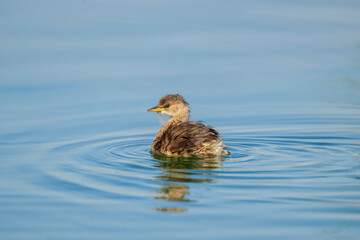 The little grebe (Tachybaptus ruficollis), also known as dabchick . This Waterfowl bird is member of the Grebe family. Portrait image of Little Grebe in natural water. 
