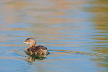 The little grebe (Tachybaptus ruficollis), also known as dabchick . This Waterfowl bird is member of the Grebe family. Portrait image of Little Grebe in natural water. 
