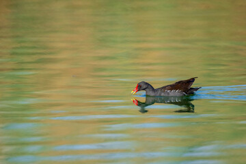 The little grebe (Tachybaptus ruficollis), also known as dabchick . This Waterfowl bird is member of the Grebe family. Portrait image of Little Grebe in natural water. 