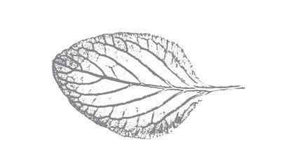 Set with stamp leaves isolated on white. Black grunge elements, ink, objects for the design of covers, cards, posters for advertising.