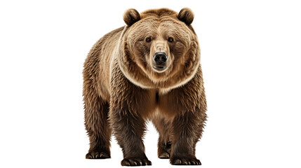 Fototapeta premium Grizzly Bear transparent background.