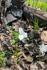 Spring Ontario White Trillium Flower on Forest Floor Surrounded by Dead Leaves