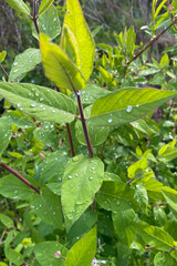 Dew Drops on a Honeysuckle Bush on a Spring Morning