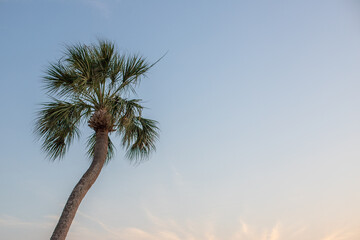 Palm Tree