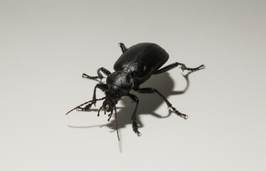 Carabus bessarabicus is a species of ground beetle from family Carabidae.