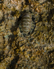 Acanthopleura haddoni, tropical species of chiton. The fauna of the Red Sea. A marine molluscs on a rock.