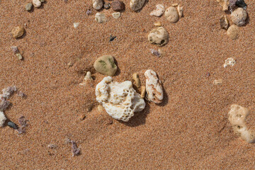 The coastline of the Red Sea. Sand, pebbles, corals, fossils. Background with a marine theme.