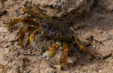 Grapsus albolineatus is a species of decapod crustacean in the family Grapsidae. Crab, on a reef rock. Fauna of the Sinai Peninsula.