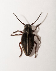 Dorcadion tauricum is a species of beetle in the family Cerambycidae.