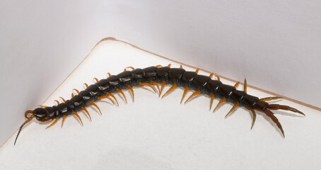 Scolopendra cingulata, also known as Megarian (Mediterranean) banded centipede.