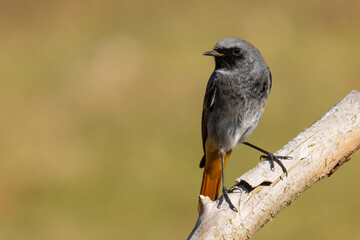 Black Redstart