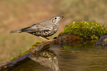 Mistle Thrush