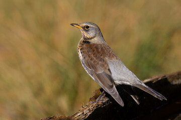 Fieldfare