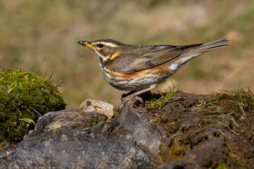 Redwing