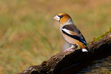 Hawfinch