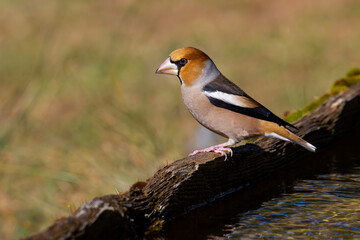 Hawfinch
