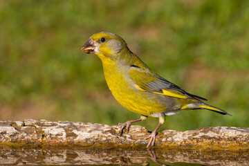 European Greenfinch