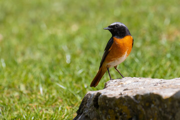 Common Redstart