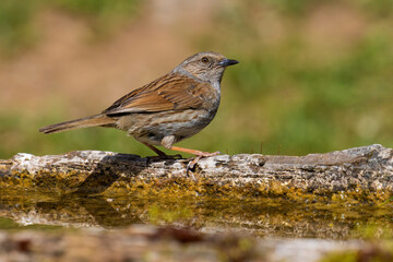 Dunnock