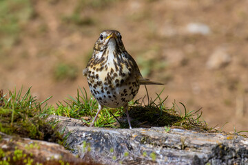 Song Thrush