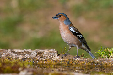 Common Chaffinch