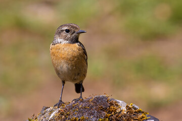 European Stonechat