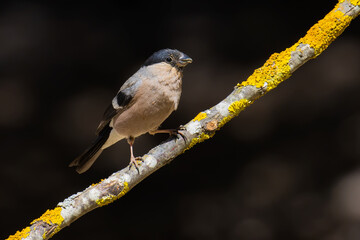 Eurasian Bullfinch