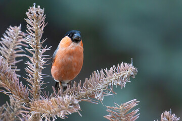 Eurasian Bullfinch