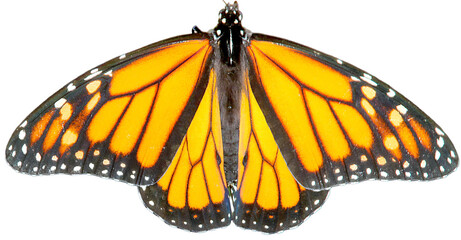 Orange and black monarch butterfly