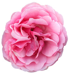 Close-up of a lush pink rose