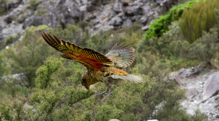 Kia Parrot in flight