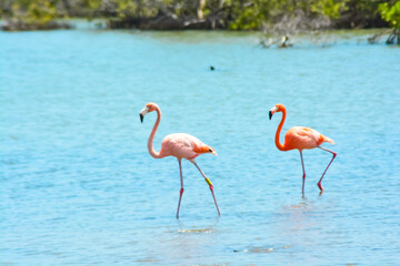 Close up of two beautiful flamingos in salina in Bonaire, Caribbean island.